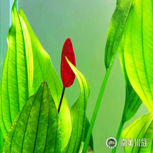 ADA红心皇冠阿根廷紫荆九冠水草南美缸造景鱼缸养鱼专用乌龟水草 - 图1