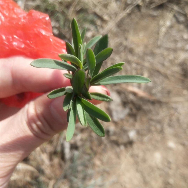 山东野菜山菜山苜楂蚂蚱菜山麻扎山麦杂菜山麻楂新鲜三月底四月初 - 图2