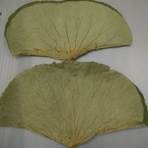 微山湖野生整张荷叶荷叶茶干荷叶片泡茶荷叶饭荷叶鸡500g包邮 - 图2