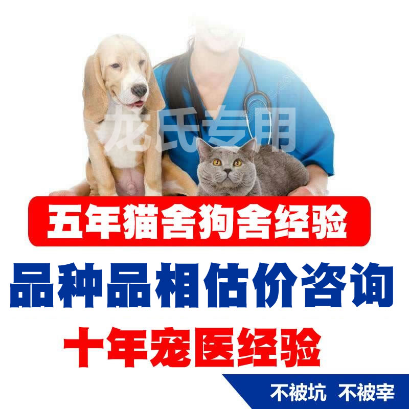 宠物鉴定师咨询狗狗猫咪 品种品相鉴定估价柴犬约克夏缅因布偶猫 - 图2