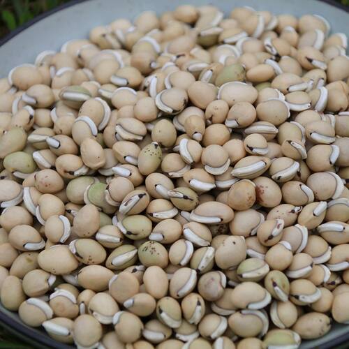 箐山中药材白扁豆四川黑眉扁豆生白扁豆药用白扁豆黑边500克包邮 - 图0