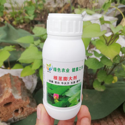根茎膨大剂块茎丰产素 莲藕茭白牛大力山药生姜叶面喷施肥 - 图1