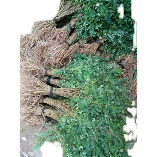 紫穗槐苗刺槐苗防沙固土堤坝复绿铁路绿化苗耐寒耐旱道路荒山绿化 - 图3