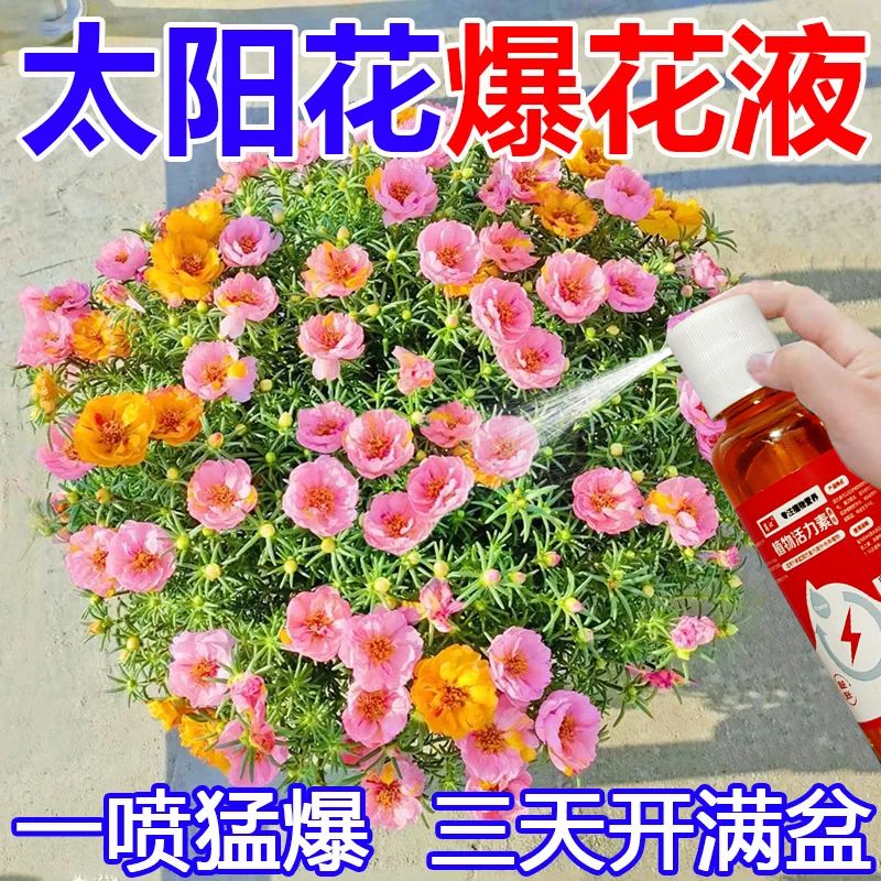 【爆芽】太阳花营养液催发芽促花苞防黄叶落叶掉苞植物太阳花肥 - 图3