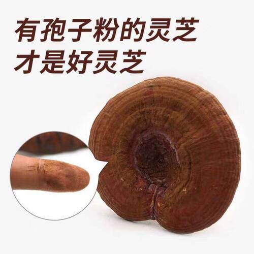 长白山赤灵芝带孢子粉灵芝 椴木赤芝林下赤芝 泡酒煮水黑灵芝干货 - 图1