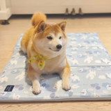 Dune Cat Pet Cushion Летнее охлаждение одеяло одеяло холодное собака летнее сидень