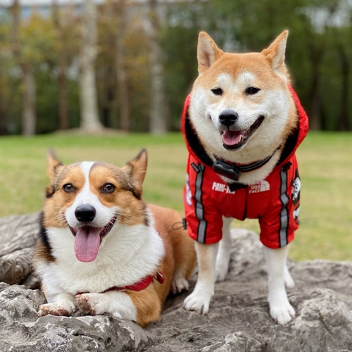 Джалочная куртка ветрозащитная плюшка Шиба Ину Корги