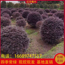 Red flower stepwood Miao Spherical Crown Amplitude Red Leaf Stone Nanmiao Nanmiao Fence Four Seasons Red Leaf Bonsai Courtyard Greenery