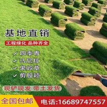 Belt earth real turf lawn Manila Four seasons Qingkoku Ridge Grass Cut the Four Seasons evergreen Courtyard Engineering Greenery