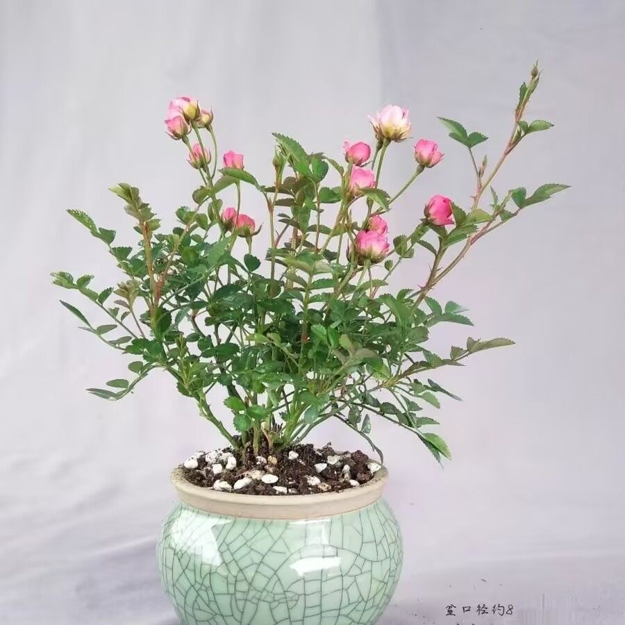 【开花机器】须惠姬带花苞超微月季长期开花室内外绿植花卉小盆栽,淘宝优惠券,粉丝福利购,淘宝优惠卷