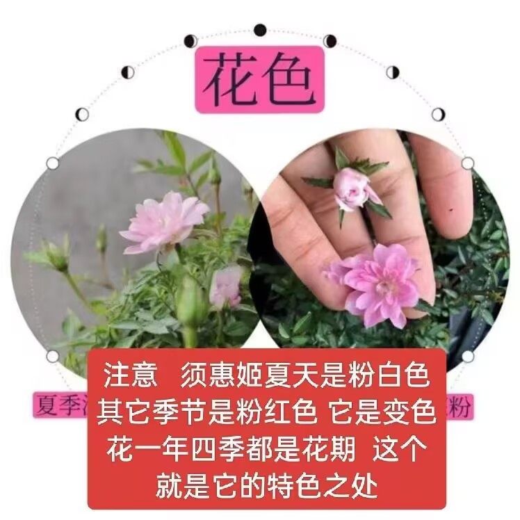 【开花机器】须惠姬带花苞超微月季长期开花室内外绿植花卉小盆栽,淘宝优惠券,粉丝福利购,淘宝优惠卷