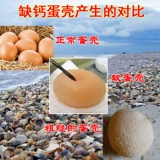 Голубь -голубь натурального порошка с натуральной раковиной Высокие добавки для голубя голубей голубей для голуби голуби для корма для здоровья яичной курицы с добавкой кальция, чтобы предотвратить клевы