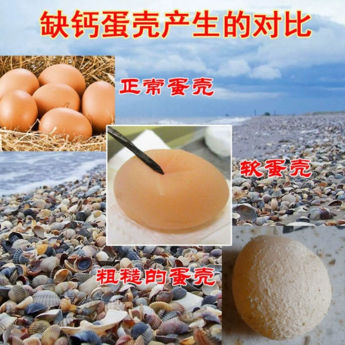 Голубь -голубь натурального порошка с натуральной раковиной Высокие добавки для голубя голубей голубей для голуби голуби для корма для здоровья яичной курицы с добавкой кальция, чтобы предотвратить клевы