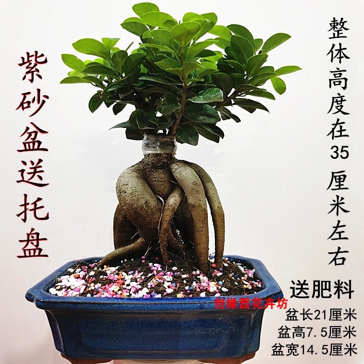 人参榕金钱榕榕树盆景树桩老桩室内外阳台花卉绿植盆栽观叶植物 - 图0