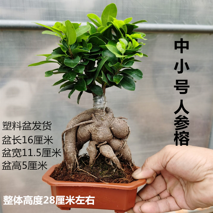 人参榕金钱榕榕树盆景树桩老桩室内外阳台花卉绿植盆栽观叶植物 - 图1