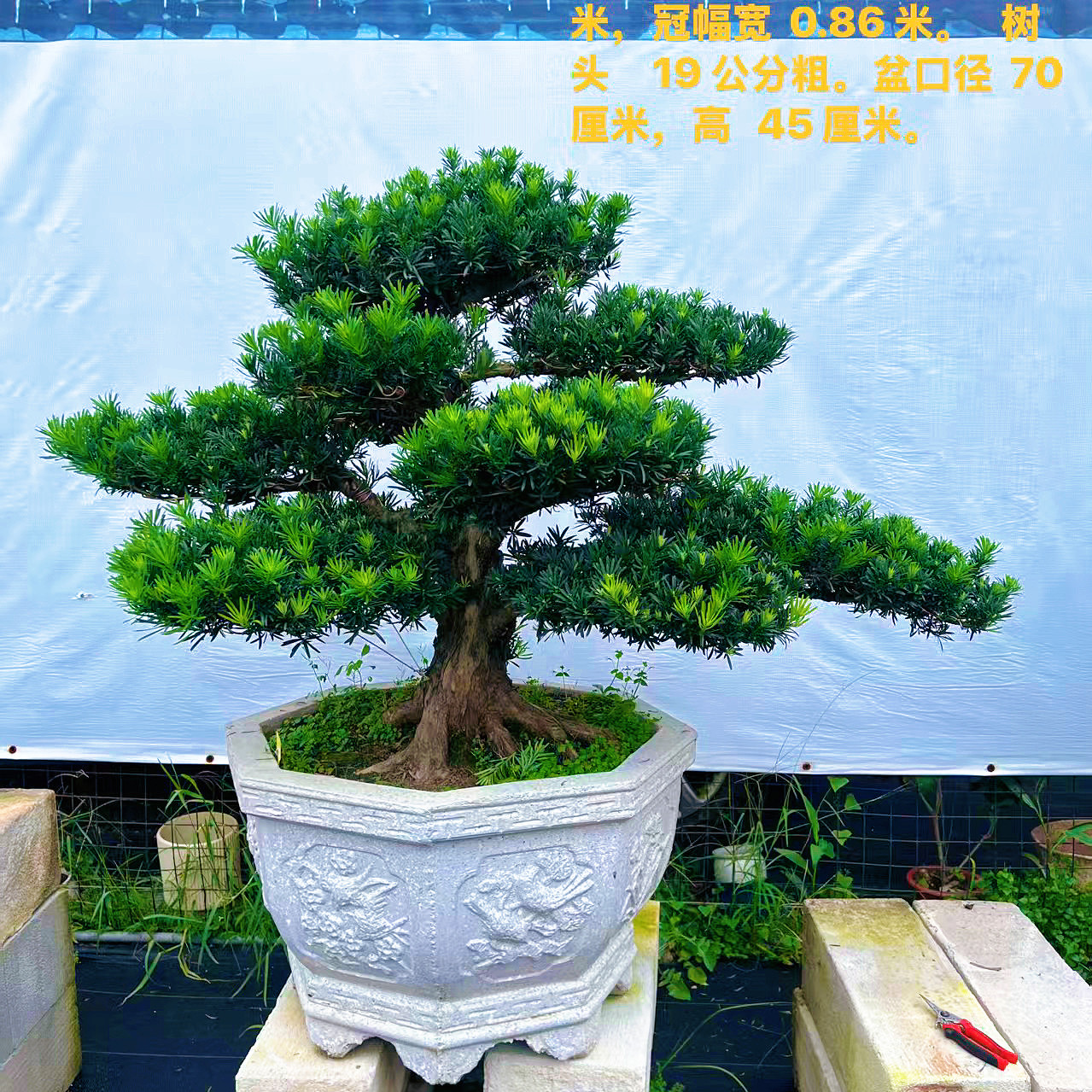 迎客松罗汉松盆景老桩真造型树室内外花园庭院别墅办公室玄关好养,淘宝优惠券,粉丝福利购,淘宝优惠卷