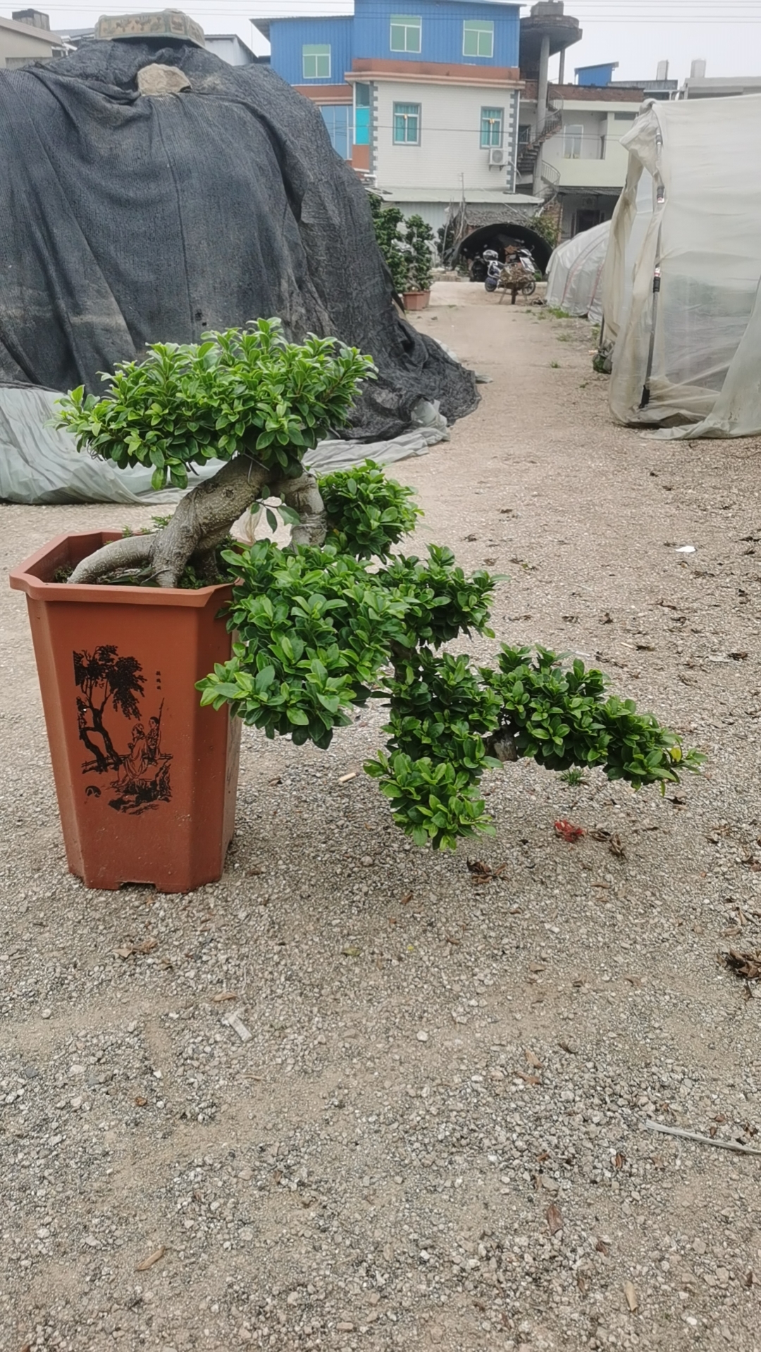 大型悬崖榕小叶榕树 榕树盆景 绿植室内室外庭院阳台盆栽观茎植物 - 图1