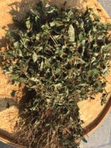 New Goods Houti Houti Dry 500g Deep Mountain Houti Houti Full grain with root sunburn Dried Houti Herb