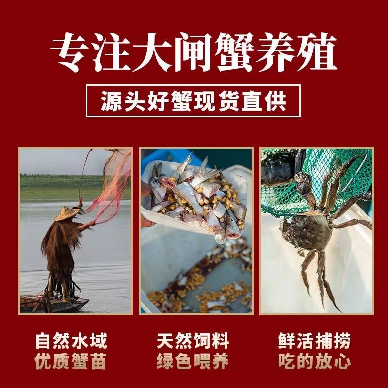 特大现货大闸蟹鲜活螃蟹10只海鲜水产全公母新鲜兴化红膏活蟹包邮,淘宝优惠券,粉丝福利购,淘宝优惠卷