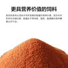 Shelled brine shrimp egg shell high protein betta fish guppy