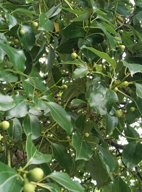 广西樟木芳樟精油，原料精油纯度100%。没有添加任何添加剂。