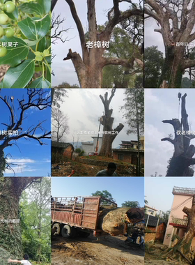 纯樟树老树根提取精油泡吴茱萸油质都成金黄色