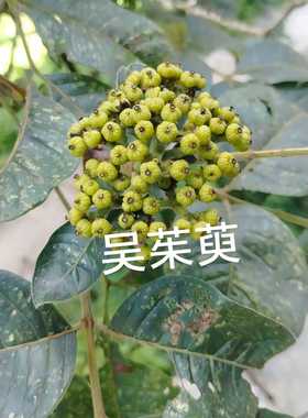 樟木精油泡吴茱萸，受南方地区两广人的爱戴，南方湿气重