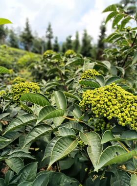 樟木精油浸泡吴茱萸，受南方两广地区老年人的爱戴