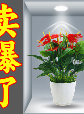 新款3D立体效果盆栽贴画客厅三联装饰画出租屋过道楼梯墙面自粘画