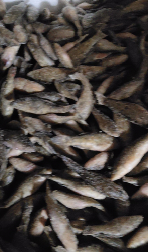 老头鱼无鳞漂浮鱼食龙虎魟鱼食大型鱼饲料散装速冻鱼粮源鑫水族 - 图2