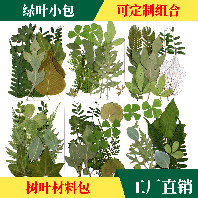 12片绿叶组合包 树叶diy材料包 真树叶标本 押花植物材料书签叶片 - 图0