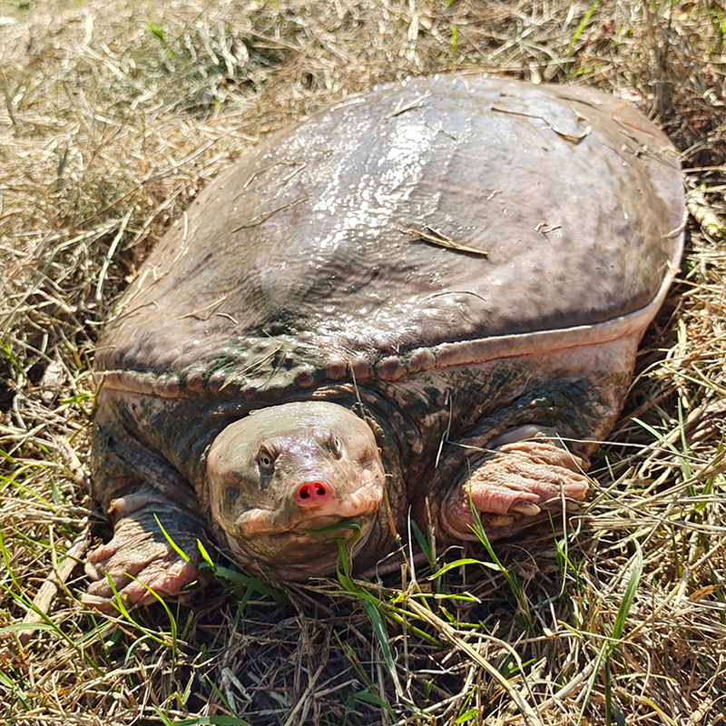 外塘大甲鱼活体珍珠鳖水鱼王八团鱼水产鲜活珍珠大甲鱼生态中华鳖 - 图0