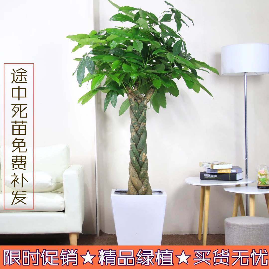 客厅土养盆景室内发财树绿植盆栽 热品库 性价比省钱购