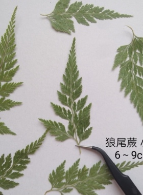 周周押花狼尾蕨滴胶手工植物标本