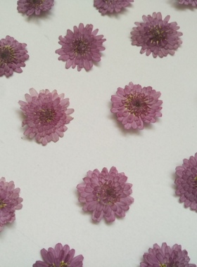 雏菊植物标本干花压花滴胶手工