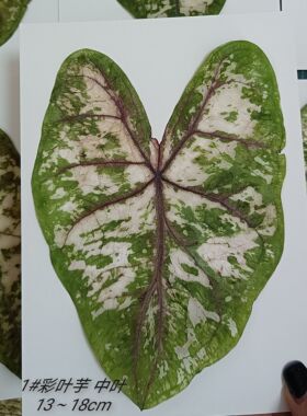 周周压花 押花 彩叶芋粉色飞溅 苹果花 雀斑大叶子 植物标本干花