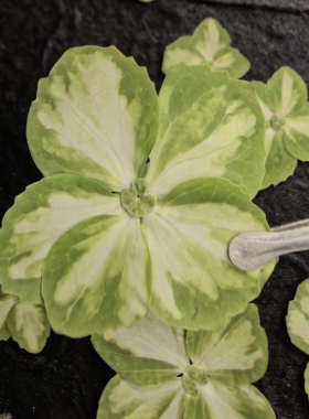 周周押花压花绣球白绿真花真树叶押花干花植物手工diy装饰素材