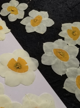 周周押花压花水仙花干花植物标本请柬diy封口ins风滴胶