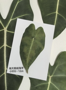周周压花 押花叶子观叶绿植网红大叶天鹅绒海芋