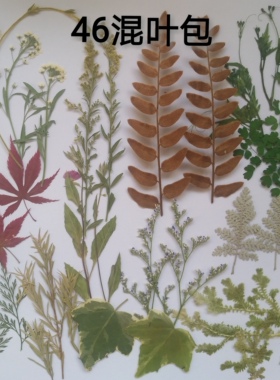 DIY周周标本白晶菊蕾丝混包干花