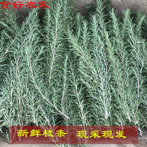 新鲜马鞭草酮迷迭香枝条马迷 做精油纯露用迷失香疏通收缩毛孔 - 图0