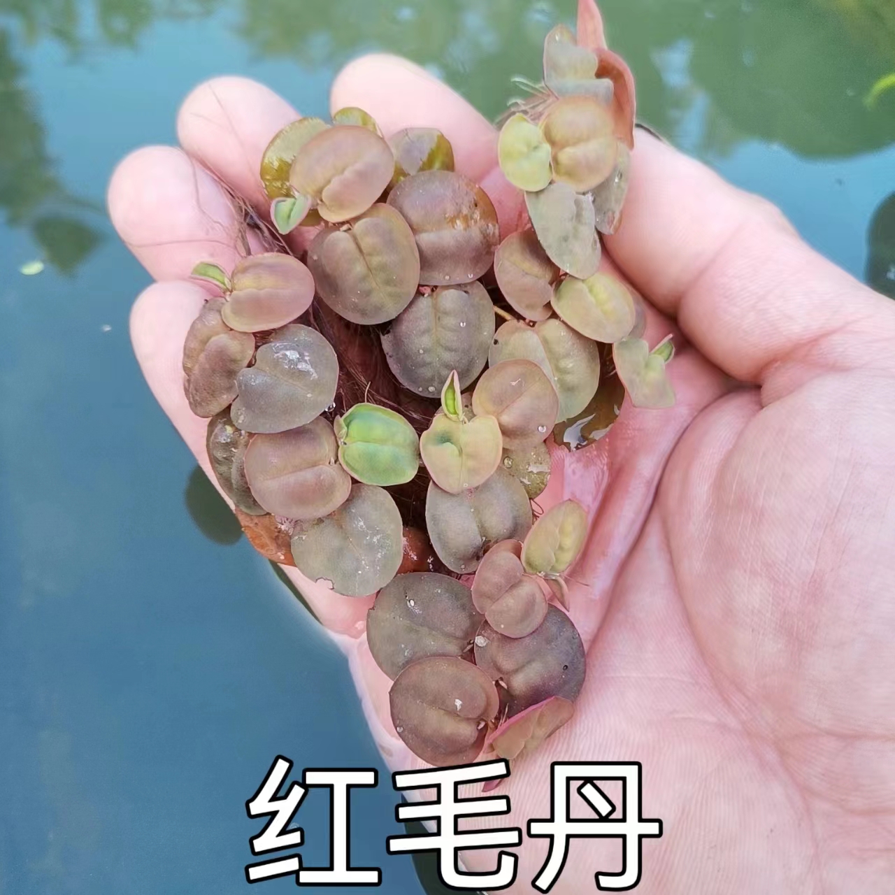 古法养鱼水草懒人净化水质植物造景套餐绿九冠绿菊浮萍生态原生缸 - 图2