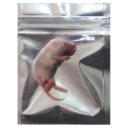 冰冻乳鼠爬虫食物宠物粮乌龟饲料活体小老鼠红皮冻干粉皮白霜裸鼠 - 图2