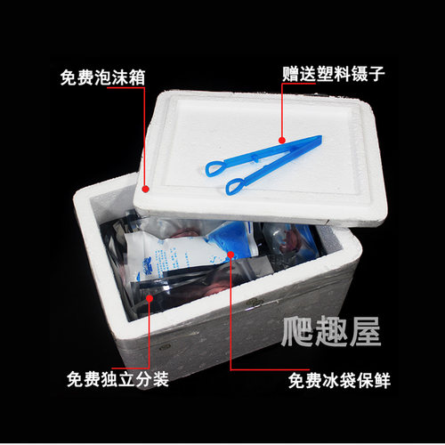 冰冻乳鼠爬虫食物宠物粮乌龟饲料活体小老鼠红皮冻干粉皮白霜裸鼠 - 图1