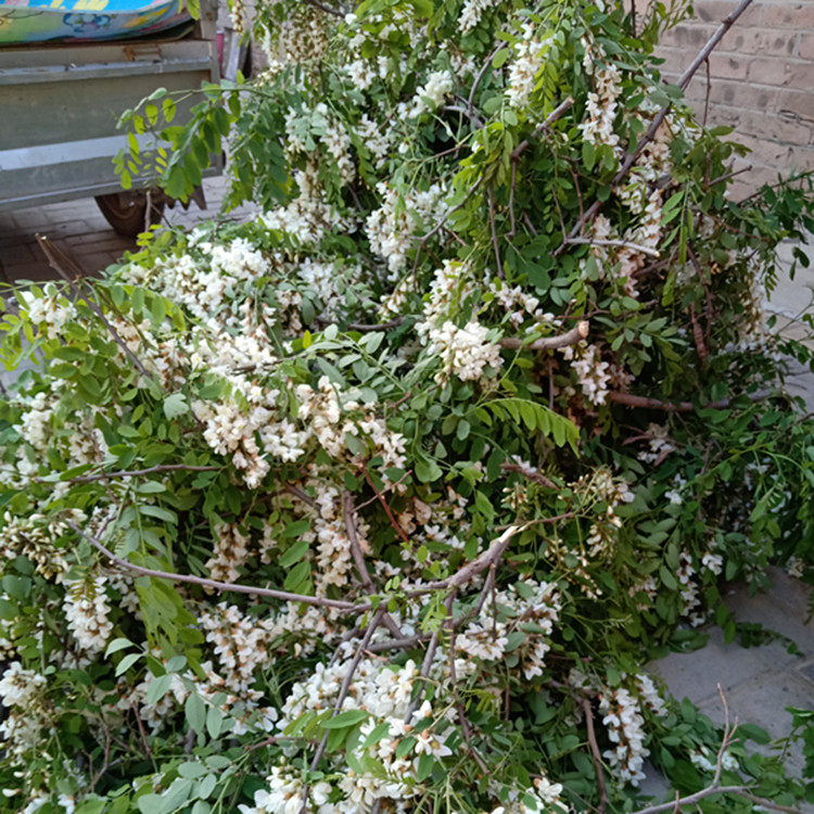 香椿杆 香椿钩子 槐花杆 采摘槐花钩 双锁杆 不锈钢采摘杆 榆钱