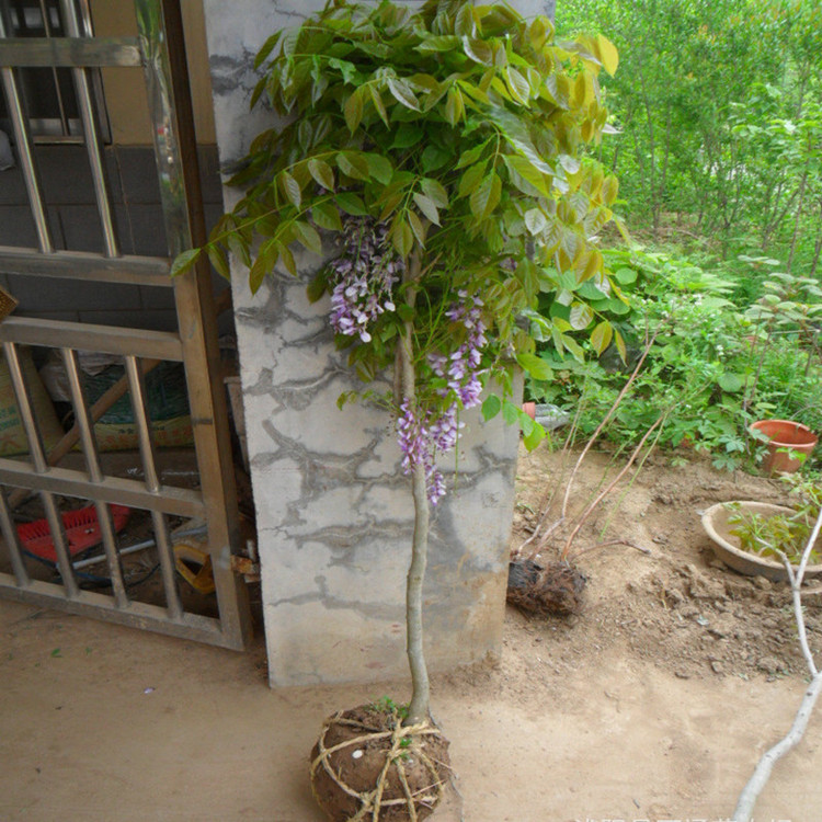 紫藤花苗盆栽紫藤树苗爬藤屋顶盆栽花园围墙庭院攀援植物 - 图2