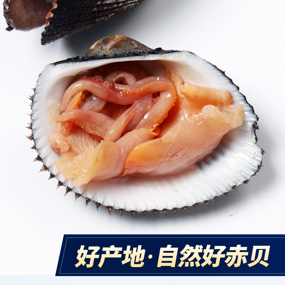 大连大赤贝海鲜水产贝类鲜活新鲜大毛蚶野生毛蛤血蛤日料刺身一斤 - 图1