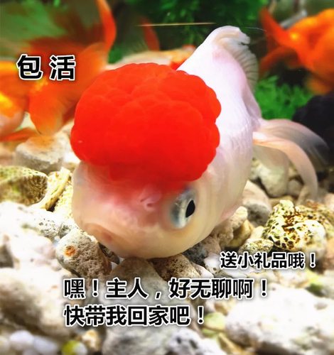 花鱼阁水族之家金鱼活体鱼苗冷水鱼观赏鱼红头龙睛 红狮 鎏金包活 - 图3