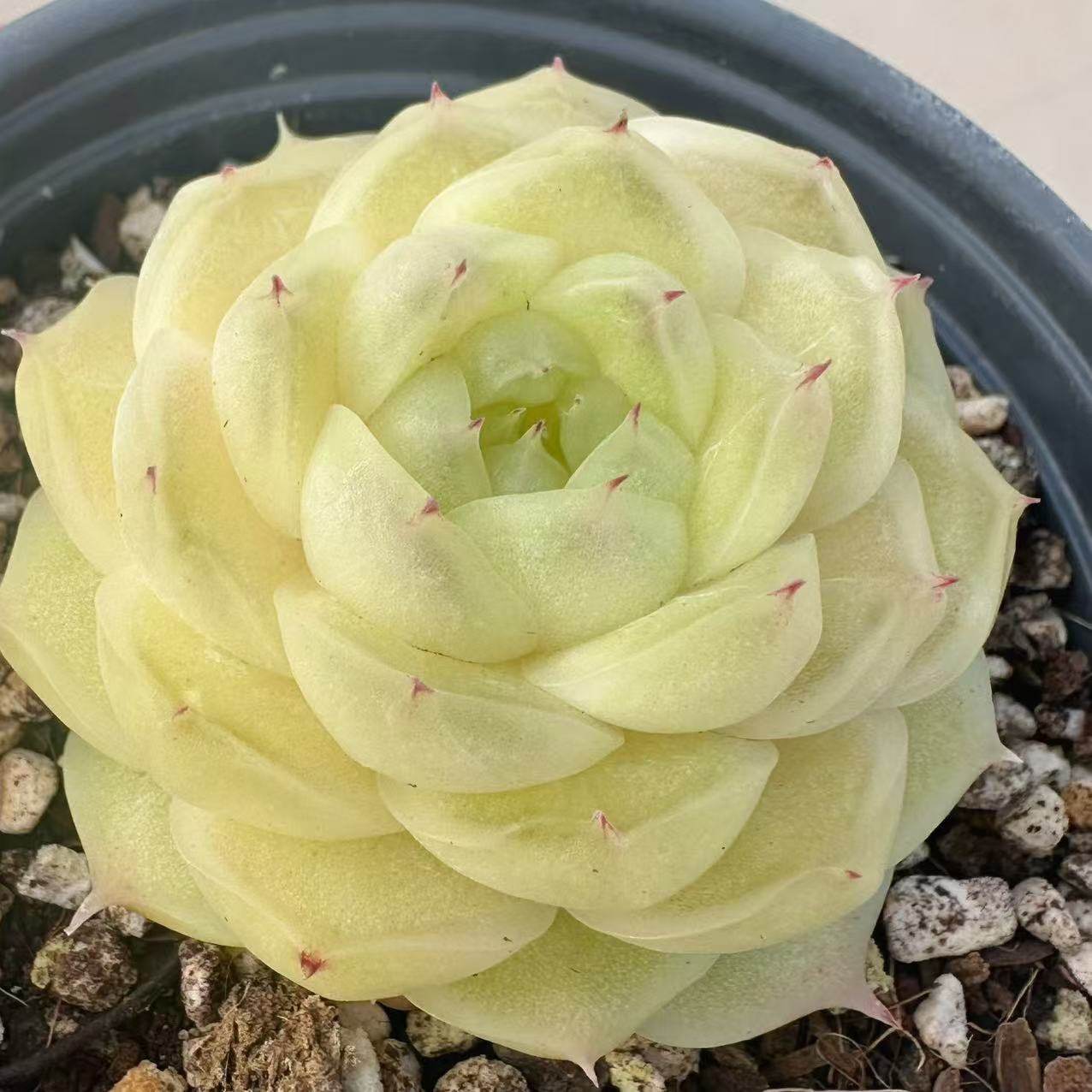 慢悠花房梨花白精品多肉办公室阳台绿植园艺盆栽花卉庭,淘宝优惠券,粉丝福利购,淘宝优惠卷