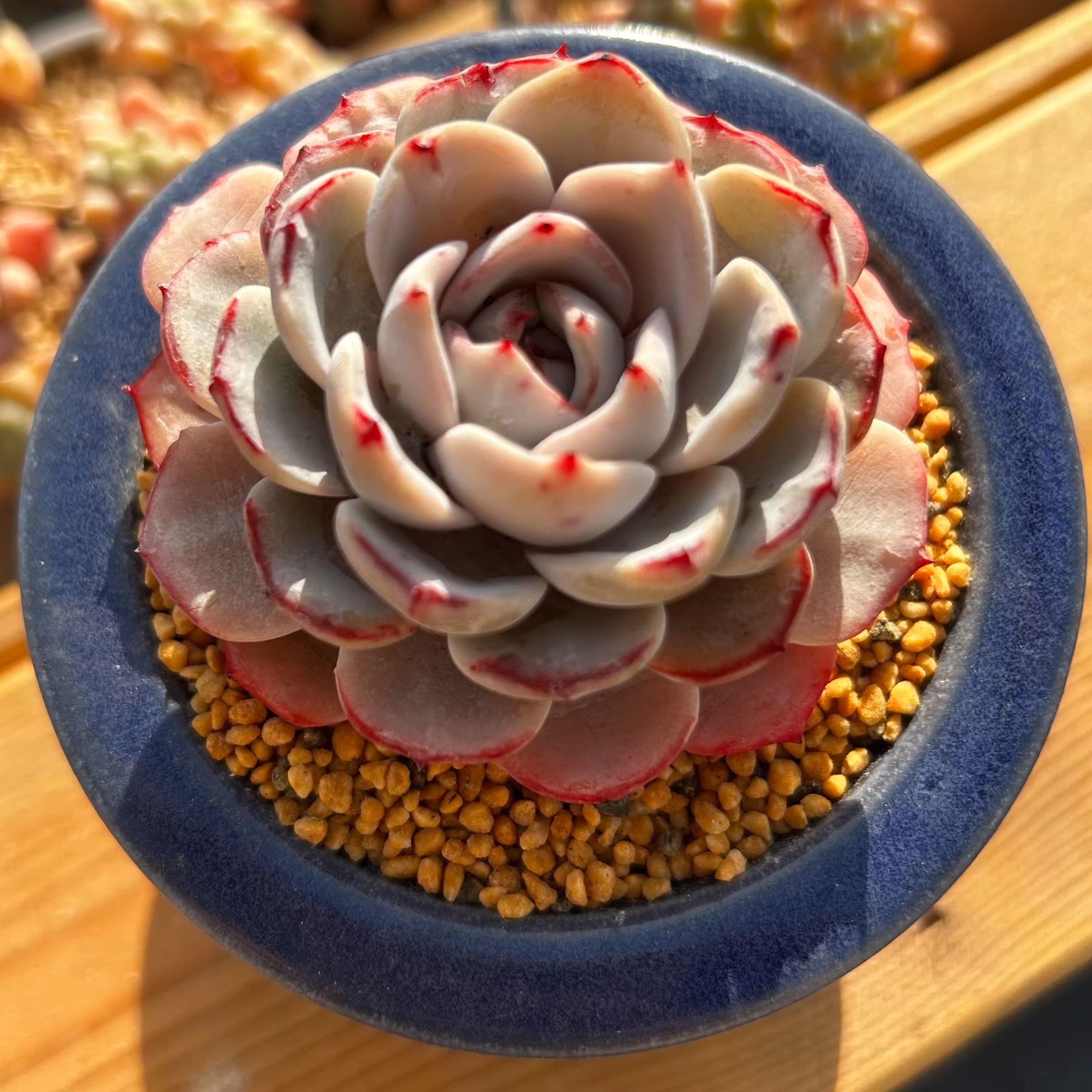 慢悠花房 蕾丝 精品多肉办公室阳台绿植园艺盆栽多肉,淘宝优惠券,粉丝福利购,淘宝优惠卷